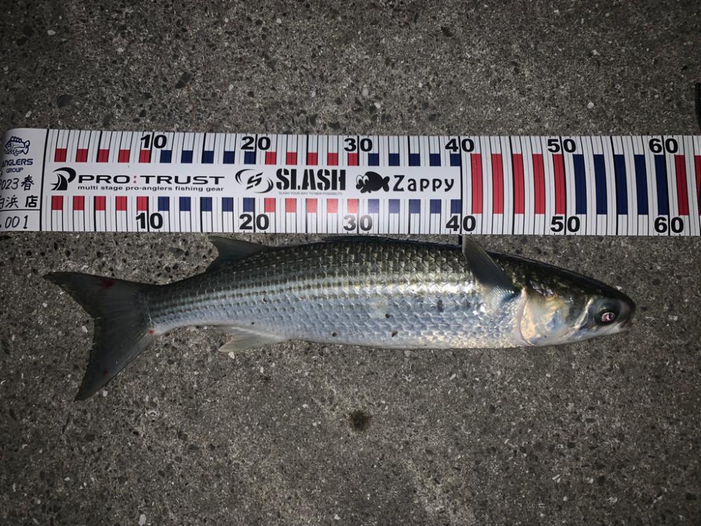 ボラーフィッシング