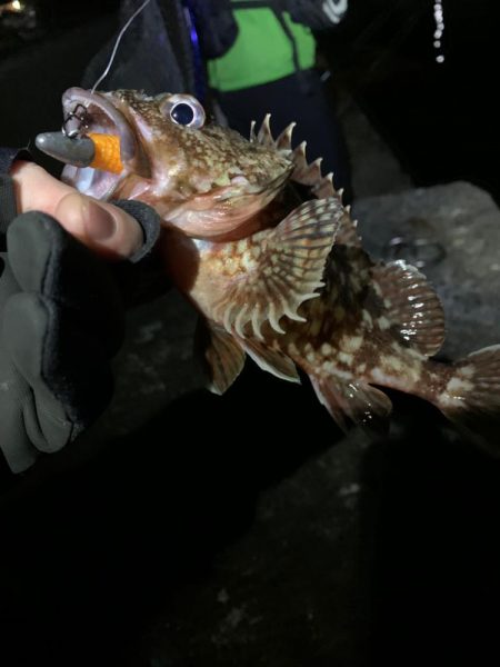 ヒラメ、シーバス狙い