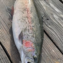 釣堀海恵のサーモンコーナー