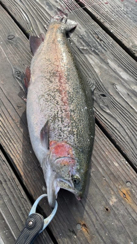 釣堀海恵のサーモンコーナー