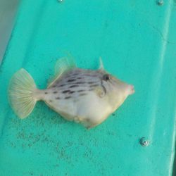 カワハギ第2 戦　at 和歌山