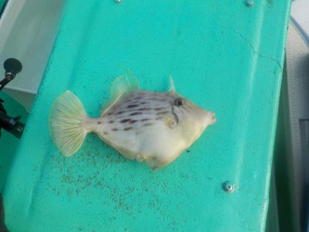 カワハギ第2 戦　at 和歌山