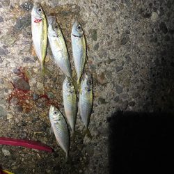 久々に海へアジング