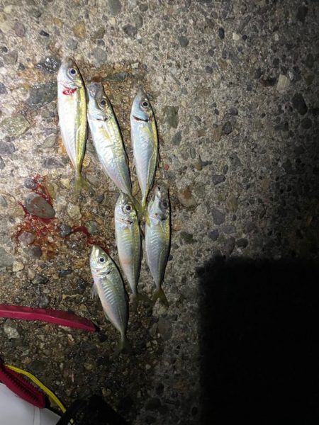 久々に海へアジング