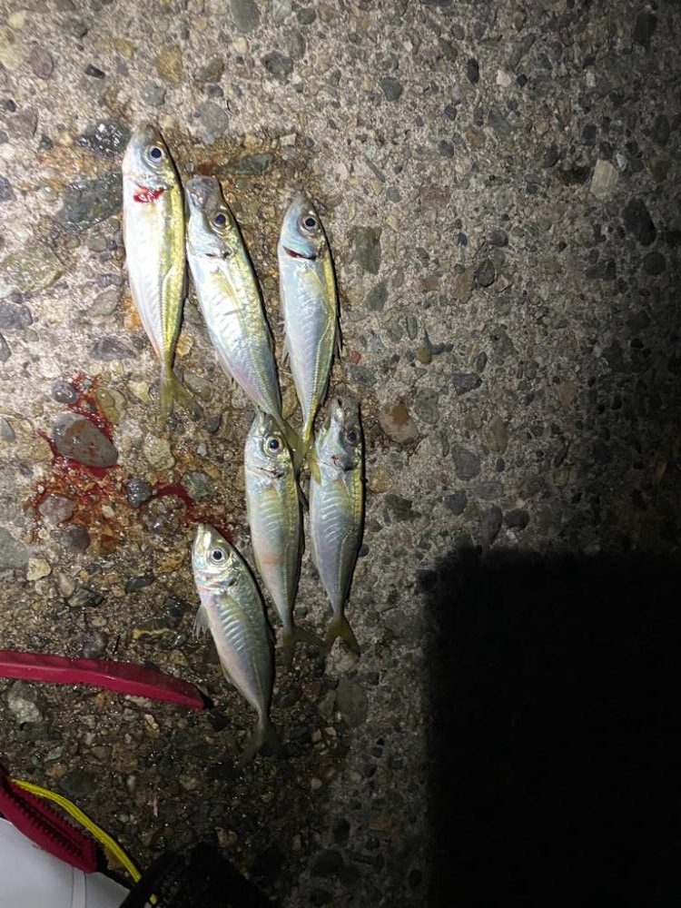 久々に海へアジング