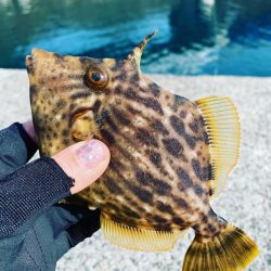 期待薄。調査に。