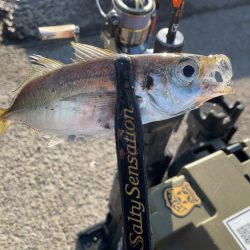 淡路島アジング♪