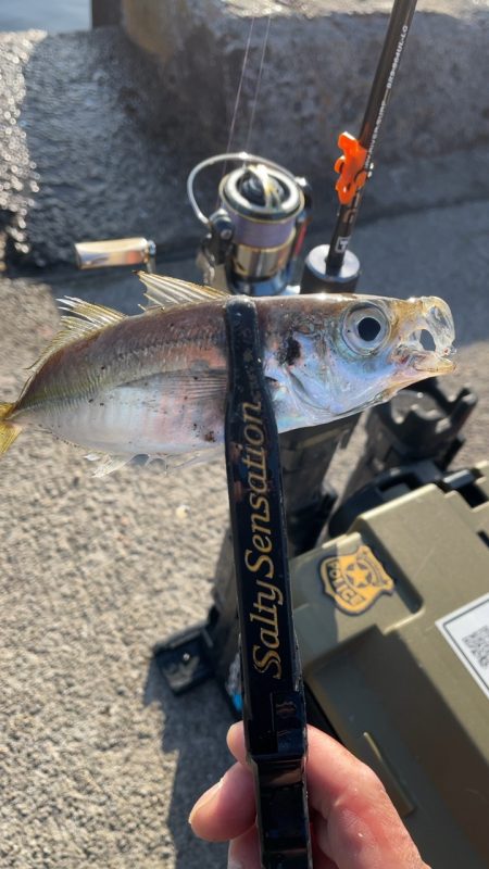 淡路島アジング♪