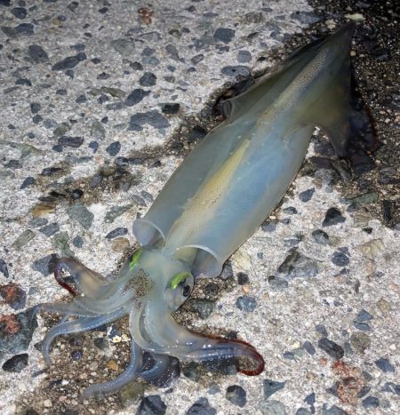 ヤリイカ釣り(๑˃̵ᴗ˂̵)