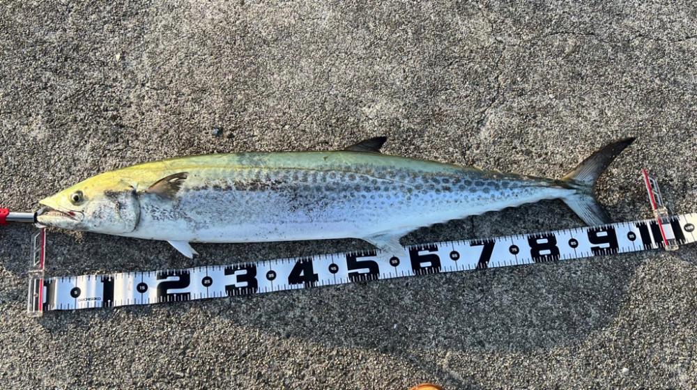 メーターサワラ