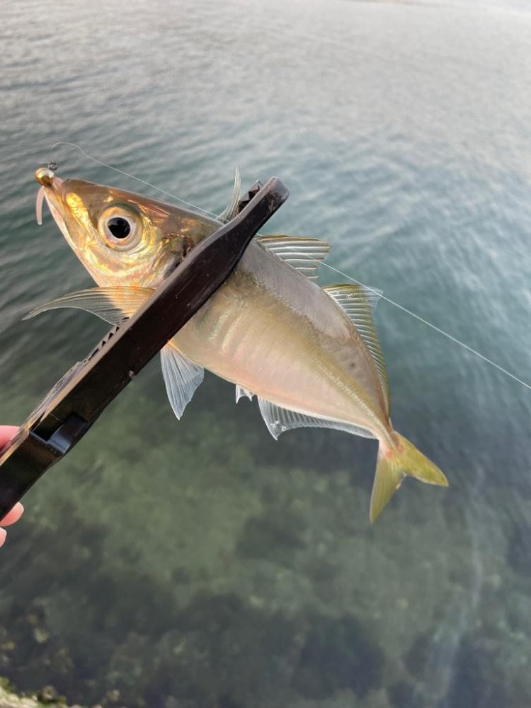 短時間アジング