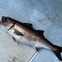 城ヶ島沖、深海五目