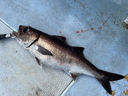 城ヶ島沖、深海五目