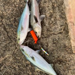 久しぶりの青物