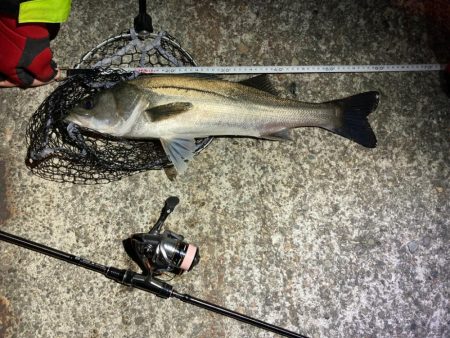 待望のパターン