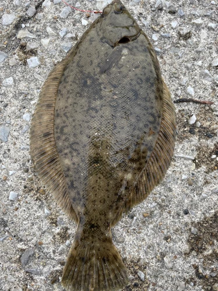 花見カレイの調査