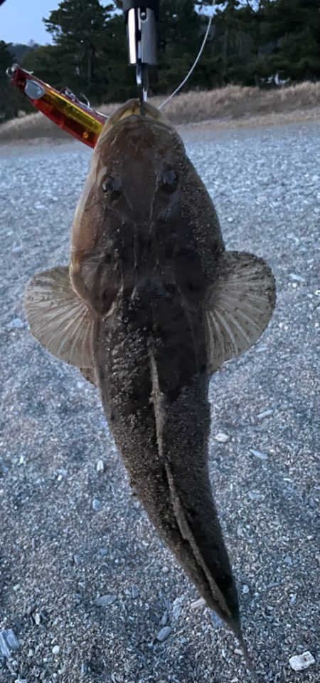 久しぶりの釣果