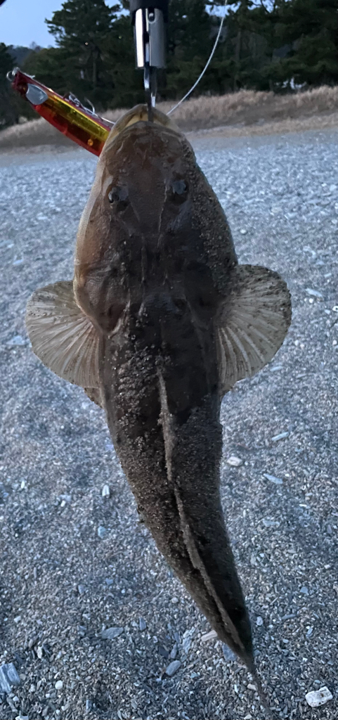 久しぶりの釣果