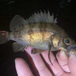 チビメバル祭り