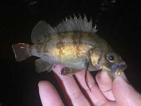 チビメバル祭り