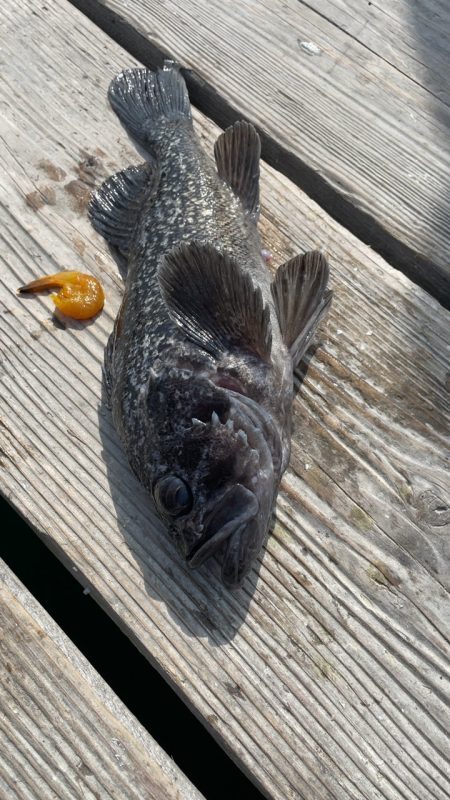 久々の釣堀水宝