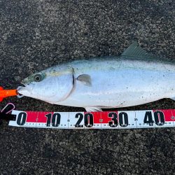 久しぶりにいつもの堤防で