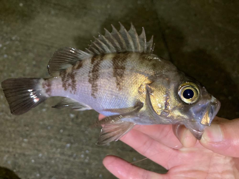 ガシラとメバル