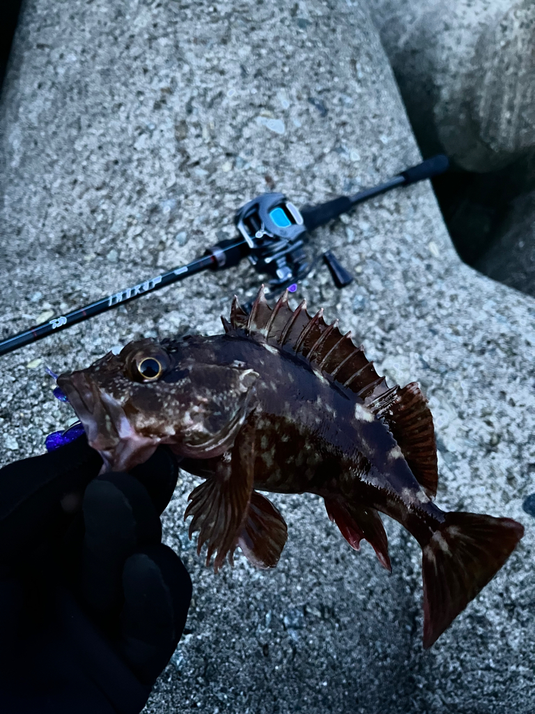 ロックフィッシュ