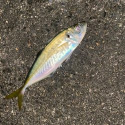 短時間アジング