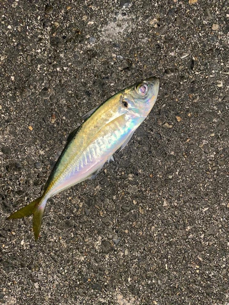 短時間アジング