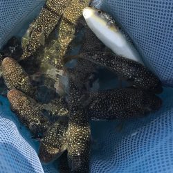 室津カットウ釣り