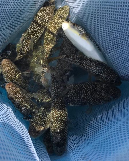 室津カットウ釣り