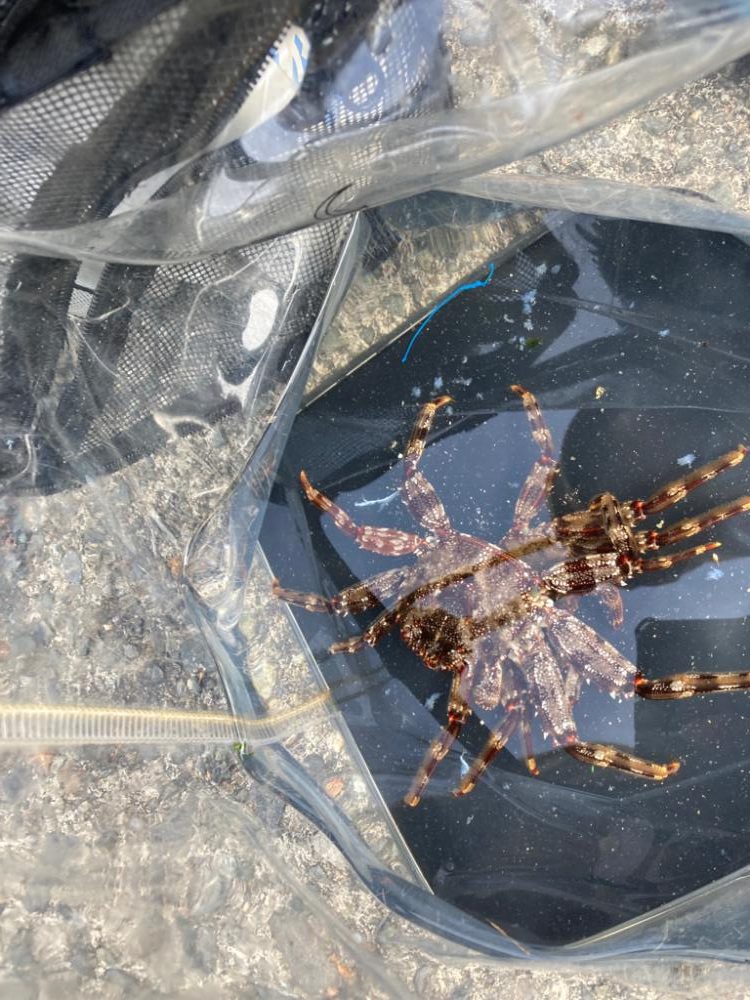 ショウジンガニー！