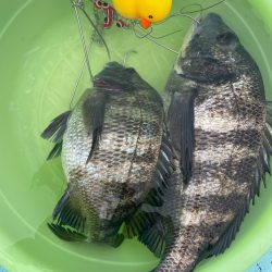 浦ノ内湾チヌ釣り