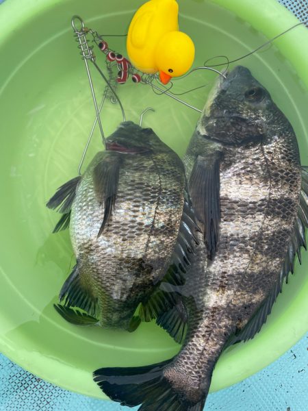 浦ノ内湾チヌ釣り