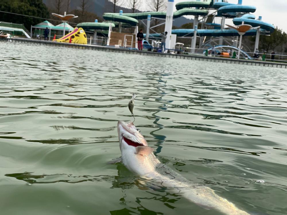 亀プー　かめプー　かめぷー