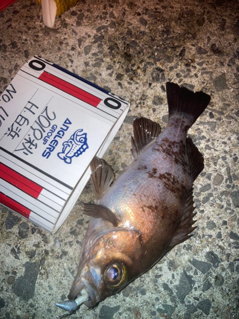 メバリング不発