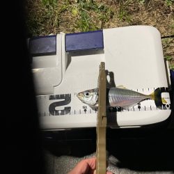 ジグ単de〜アジング！一瞬！