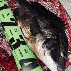 ヘチってきました