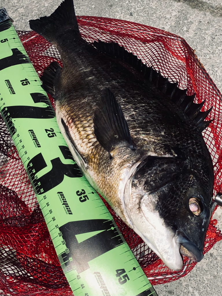 ヘチってきました