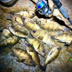 春メバル開幕か？