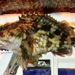 27cmメタボガッシー