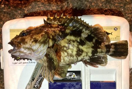 27cmメタボガッシー