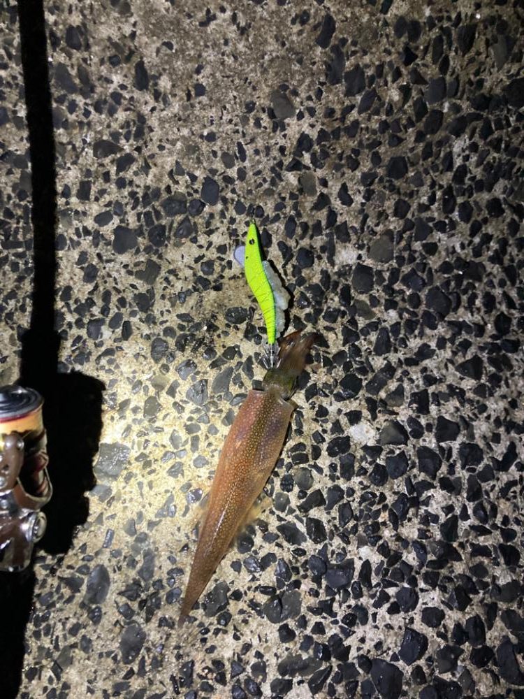 ヤリイカ爆釣の兆し