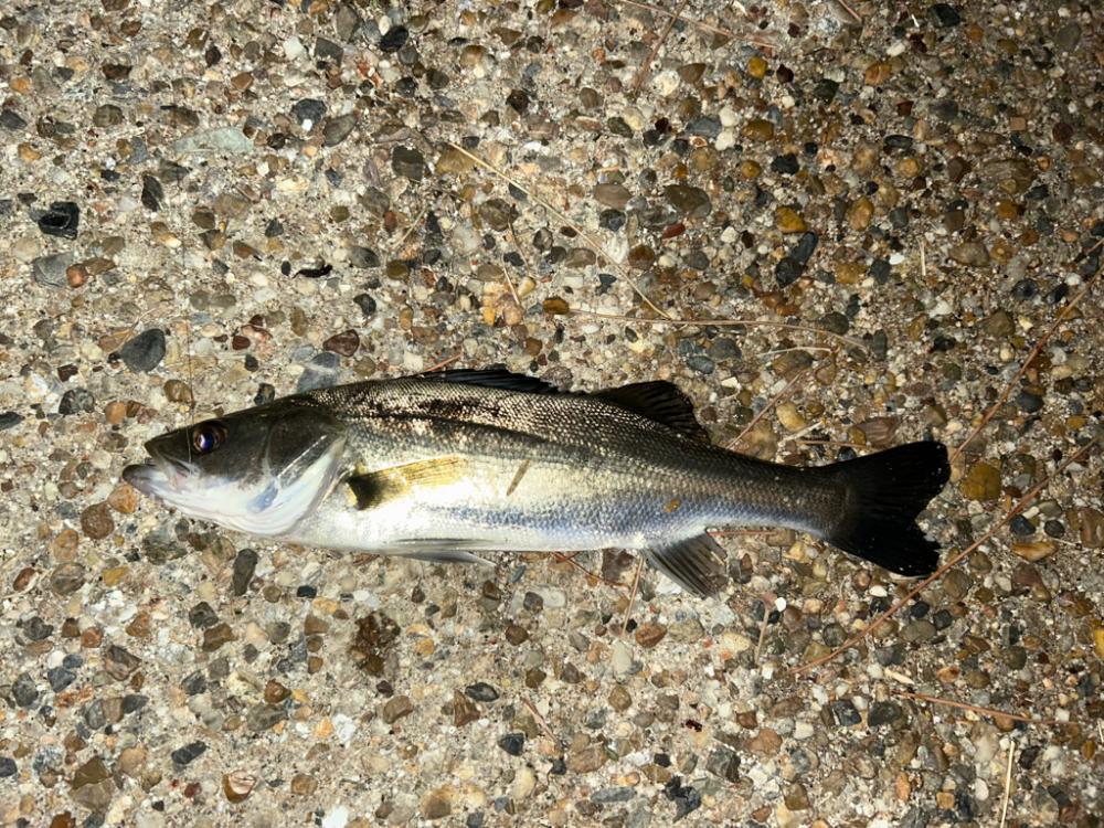 渋いっ😭(＞人＜;)、