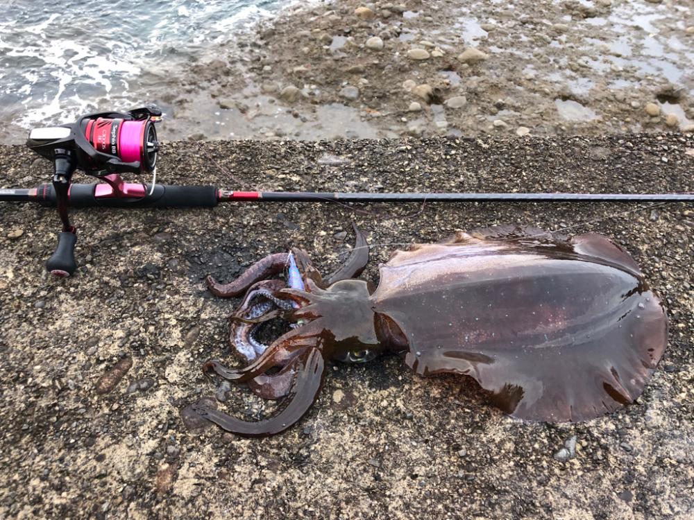 【田辺エリア】平日エギング(3月クリア)