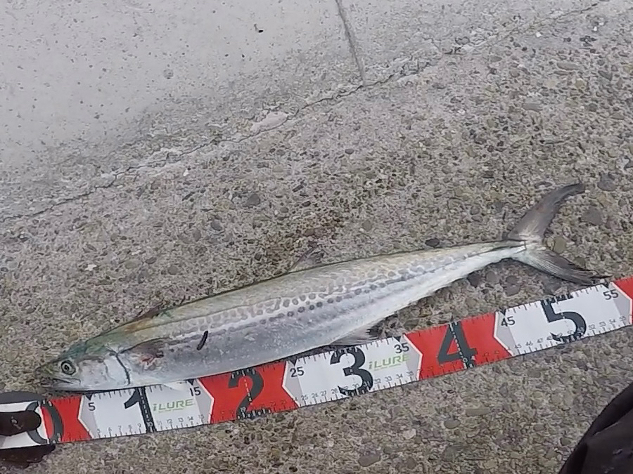 サゴシ!2023ライトゲーム第7戦