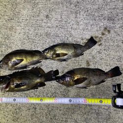 淡路島メバリング