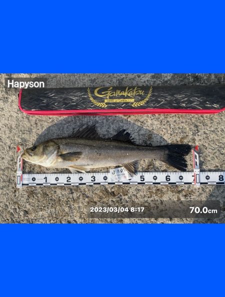 ドンと来る引きごたえスズキ70