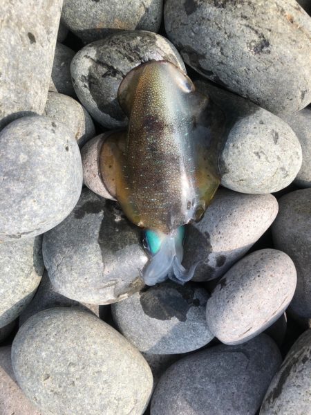 釣り博の余韻に浸りながら釣りに!!